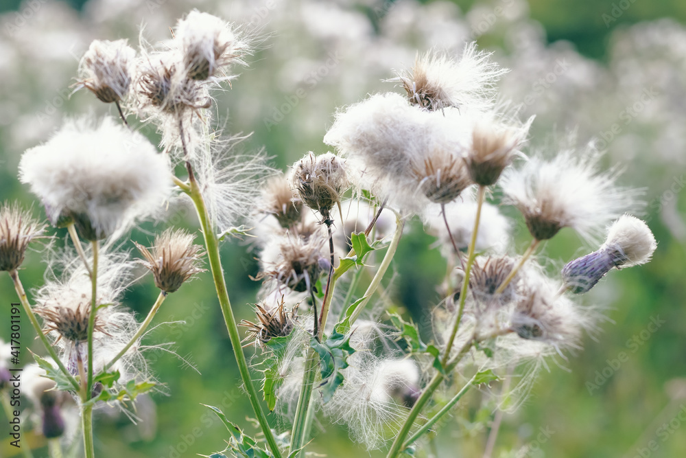 Selective focus, fluffy thistle plants in Hampstead Heath of London Selective focus, fluffy thistle plants in Hampstead Heath of London