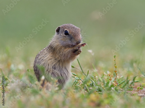 European ground squirrel in natural habitat (Spermophilus citellus) - juvenile © bereta
