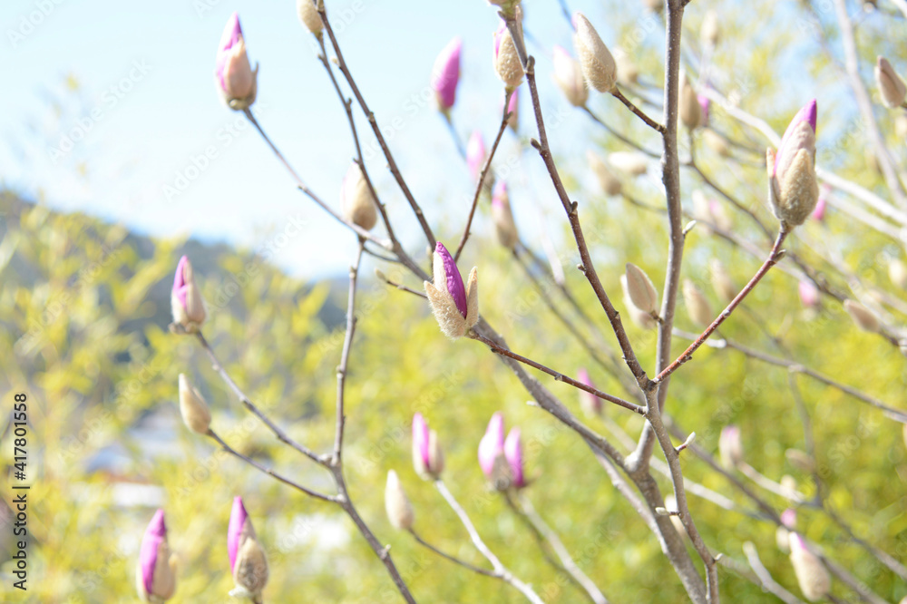 spring flowers spring flowers