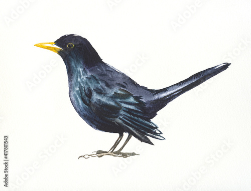 Blackbird,hand drawn watercolor illustration on white photo