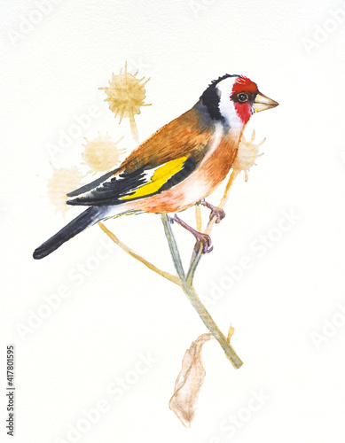 Goldfinch ,hand drawn watercolor illustration on white