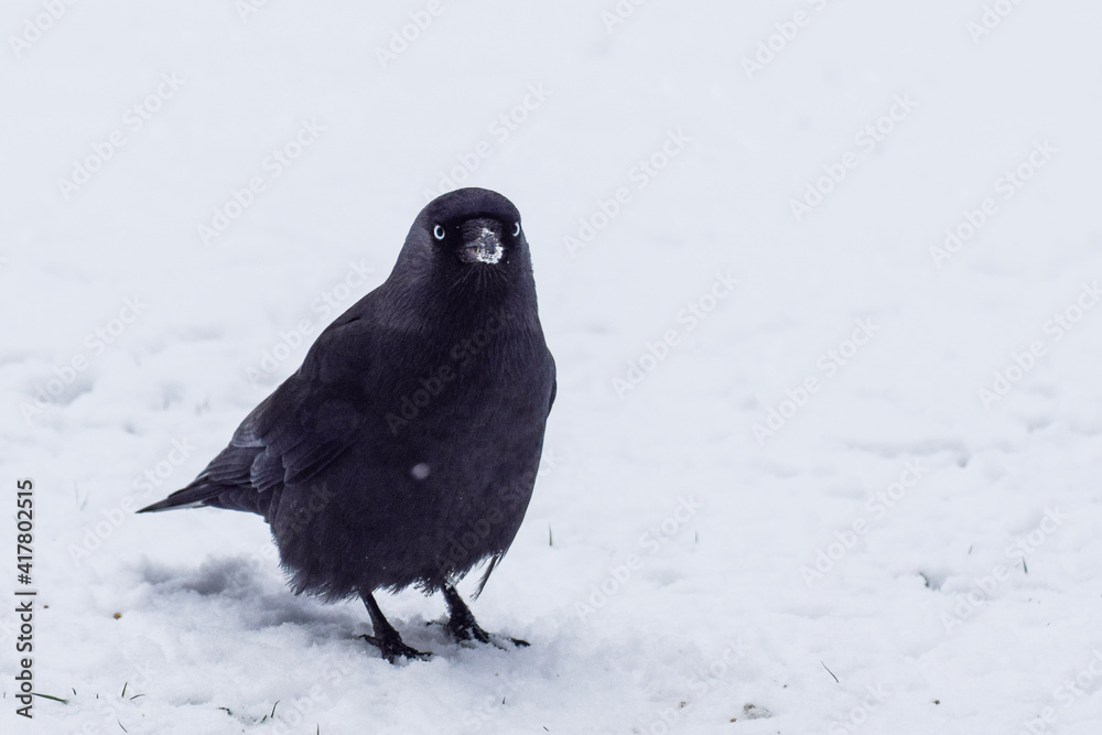 Obraz premium Crows in the snow in the Netherlands