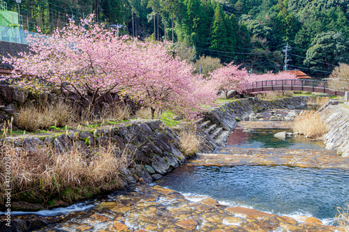 河津桜　見帰りの滝付近　佐賀県唐津市　Kawazu cherry blossoms Near the Mikaeri waterfall Saga-ken Karatsu city photo