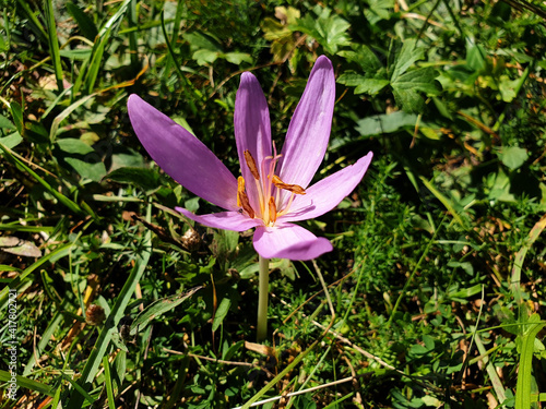 A single pink colchicum flower blooms in a clearing in the mountains.