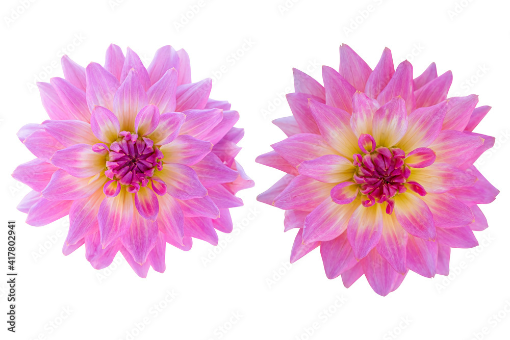 Pink dahlia isolated on the white background. Photo with clipping path.