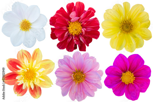 Multi Color dahlia isolated on the white background. Photo with clipping path.