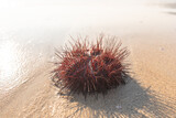 Numerous beautifully patterned red sea urchins are washed by the waves on Patong Beach, .Phuket Thailand. a strange natural phenomenon that has never happened before.To make a panic with people..