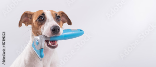 Jack russell terrier dog holds a furminator in his mouth on a white background. Copy space photo