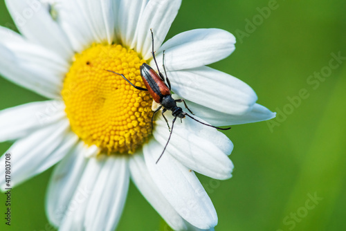 Close up of a long beetle sitting on a marguerite flower
