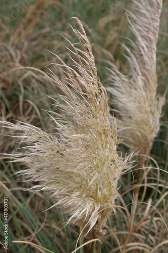 Pampas grass, Cortaderia selloana is a species of the sweet grass family. A ornamental plant as a shrub, cut flower, very decorative, an eye-catcher in gardens, parks. Different sharpness and blurring