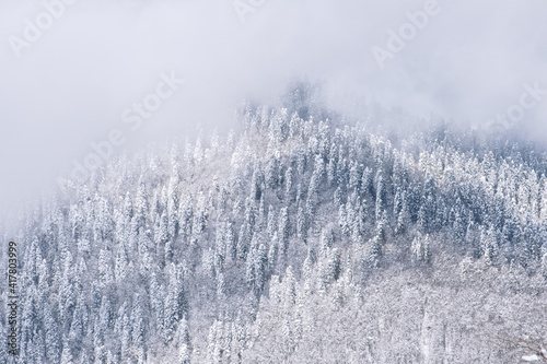 Natural winter wallpaper with snow covered trees and fog
