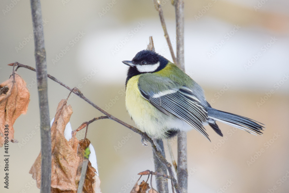 Fototapeta premium Titbird in the snow
