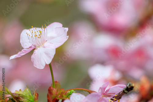 河津桜　接写　見帰りの滝付近　佐賀県唐津市　Kawazu cherry blossoms macro Near the Mikaeri waterfall Saga-ken Karatsu city photo