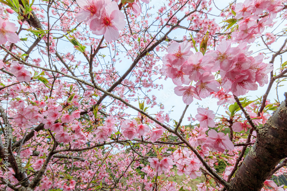 河津桜 見帰りの滝付近 佐賀県唐津市 Kawazu cherry blossoms Near the Mikaeri waterfall Saga-ken Karatsu city 河津桜 見帰りの滝付近 佐賀県唐津市 Kawazu cherry blossoms Near the Mikaeri waterfall Saga-ken Karatsu city