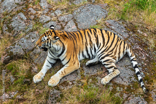 Large tiger lying down on a rock at a Zoo in Sweden