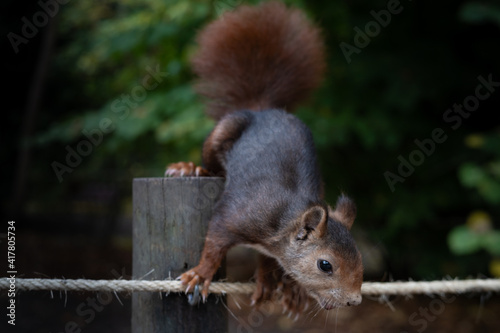 pretty squirrel in park eating and playing among leaves