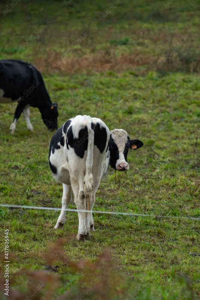 bull cow in the field freely grazing with fog bull cow in the field freely grazing with fog