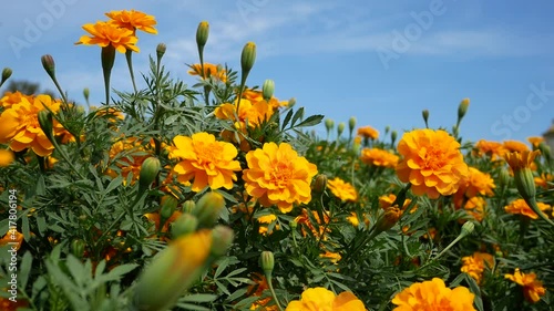 Marigold orange flowers in the flowerbed.  Nature background fresh summer scenic.