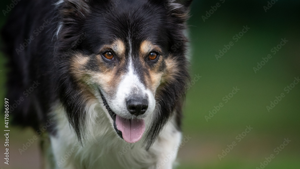 border collie dog in grass with negative space