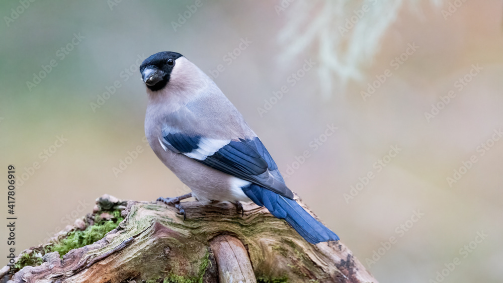 Female Eurasian bullfinch (Pyrrhula pyrrhula) sitting on a branch with negative space Female Eurasian bullfinch (Pyrrhula pyrrhula) sitting on a branch with negative space