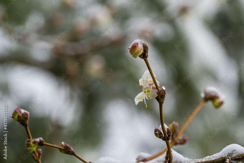 Close-up of blooming flower winter honeysuckle Lonicera fragrantissima (standishii), or January jasmine, Chinese honeysuckle. White flower against sun on gray blurred background. Selective focus Close-up of blooming flower winter honeysuckle Lonicera fragrantissima (standishii), or January jasmine, Chinese honeysuckle. White flower against sun on gray blurred background. Selective focus