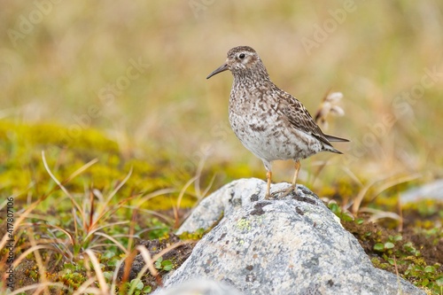 Purple sandpiper (Calidris maritima), small bird on the rock in the tundra