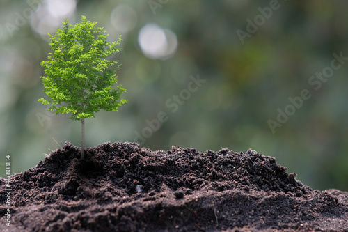 Small tree growing on green nature background and space