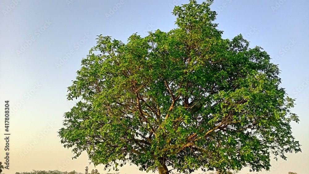 Fototapeta premium tree in the field