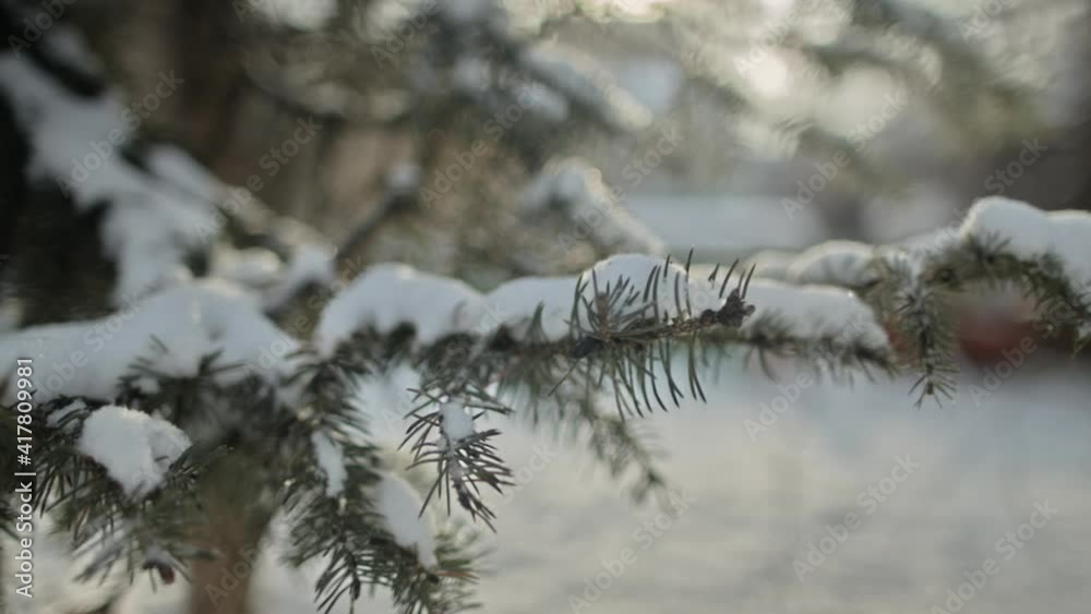 snowy tree in the winter forest