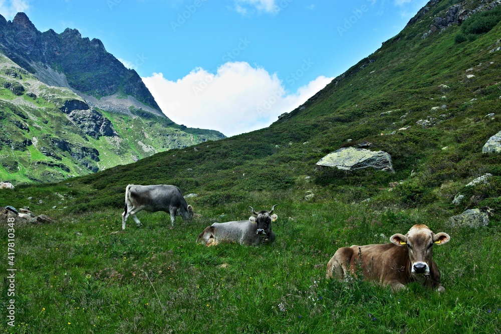 Austrian Alps-view on the cows in valley Ochsental Austrian Alps-view on the cows in valley Ochsental