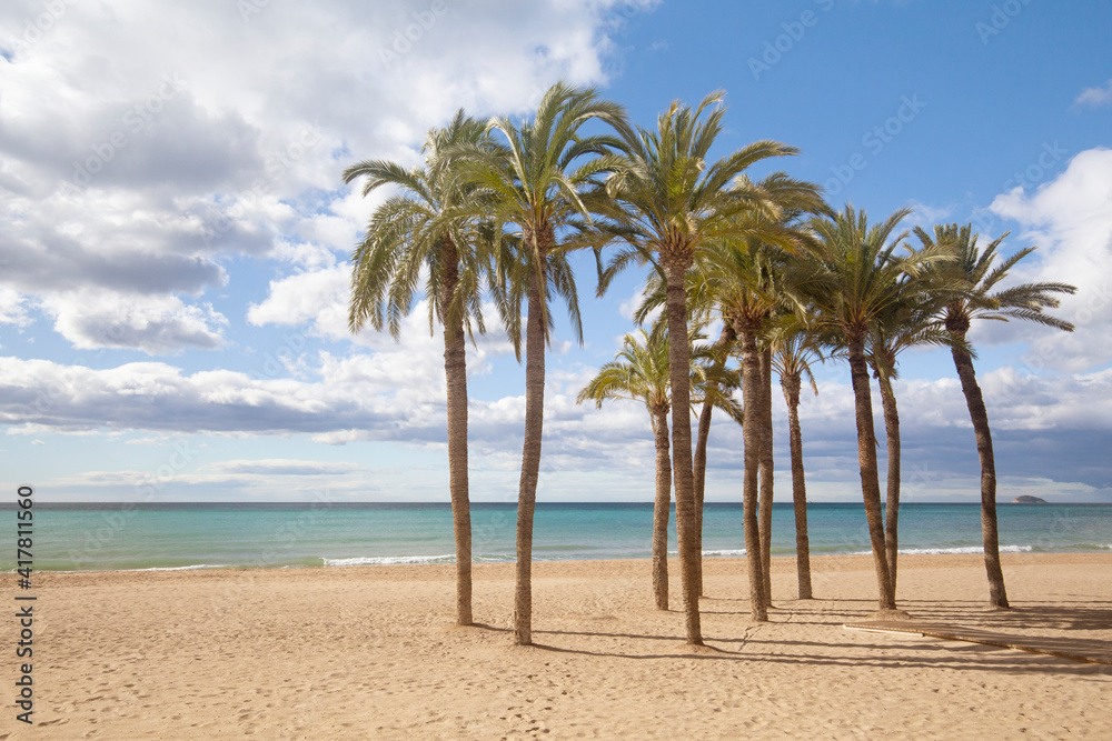 Palm trees on the beach against the background of the sea and blue sky with beautiful clouds in the sun. Villajoyosa, Spain, copy space Palm trees on the beach against the background of the sea and blue sky with beautiful clouds in the sun. Villajoyosa, Spain, copy space