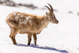 Alpine ibex running in the snow, Vercors, France