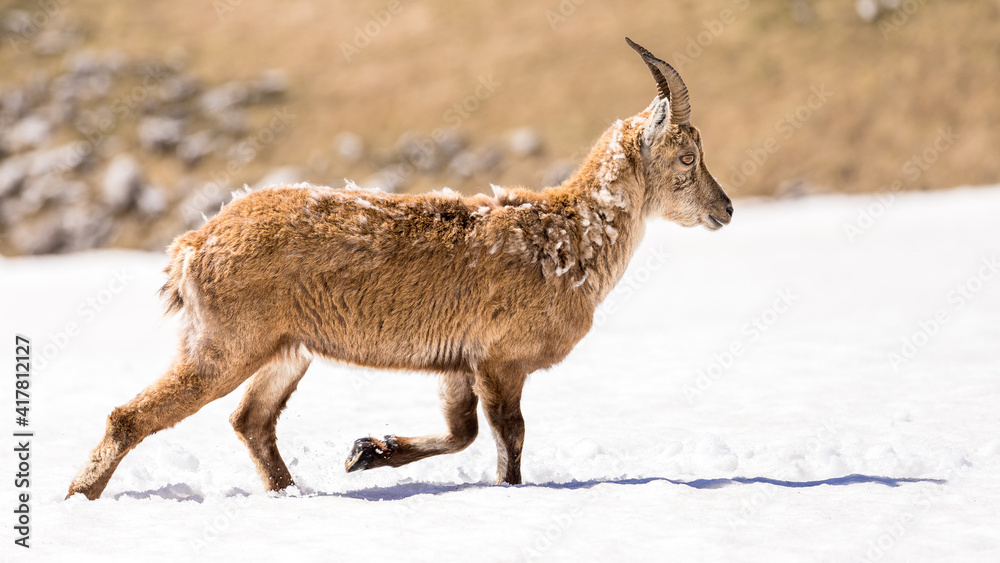 Alpine ibex running in the snow, Vercors, France Alpine ibex running in the snow, Vercors, France
