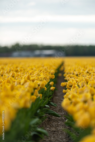 Blooming tulip field in North Holland, the Netherlands photo