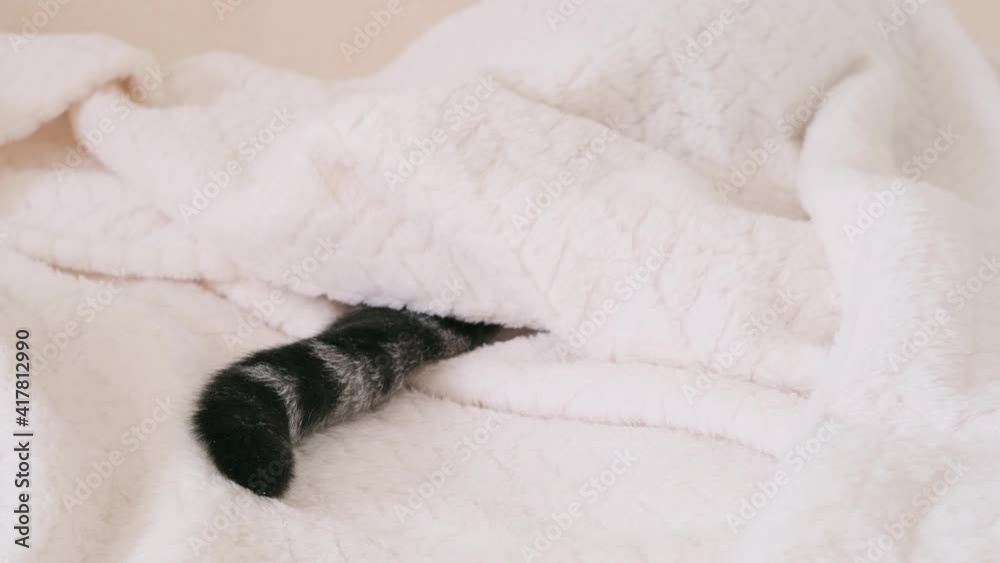 A gray, black-striped cat's tail on a light beige blanket. Pets concept. A gray, black-striped cat's tail on a light beige blanket. Pets concept.