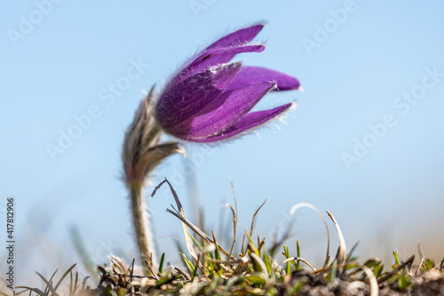 pulsating anemone in bloom in the mountains of the Drôme, France photo