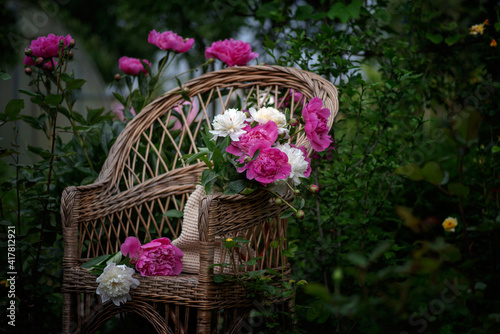 Blooming bushes of peonies in the garden after the rain