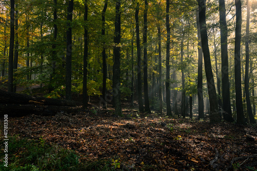 Fototapeta Naklejka Na Ścianę i Meble -  Sunlight shining through the leaves of a deciduous forest