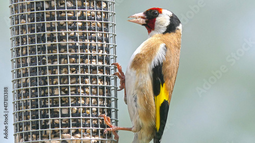 Goldfinches feeding from a bird table of mixed seeds UK