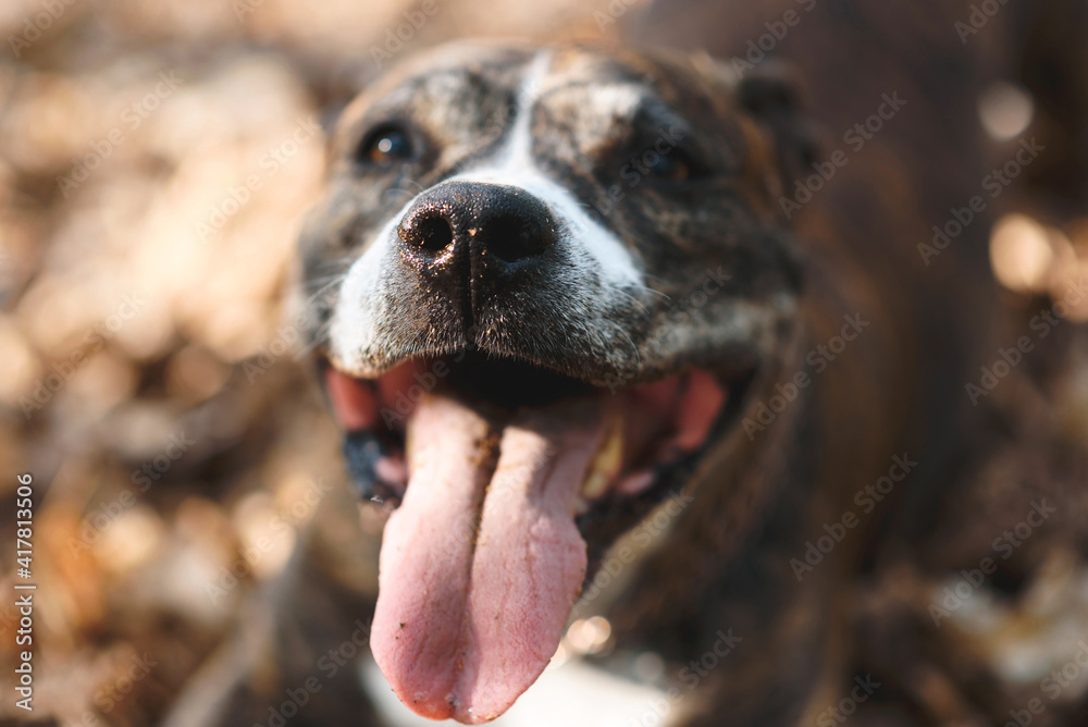 closeup of dog's nose and tongue