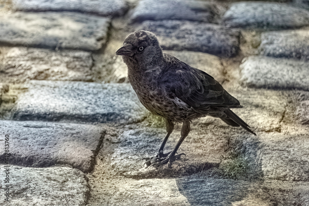 The Jackdaw bird stands on the cobblestones The Jackdaw bird stands on the cobblestones