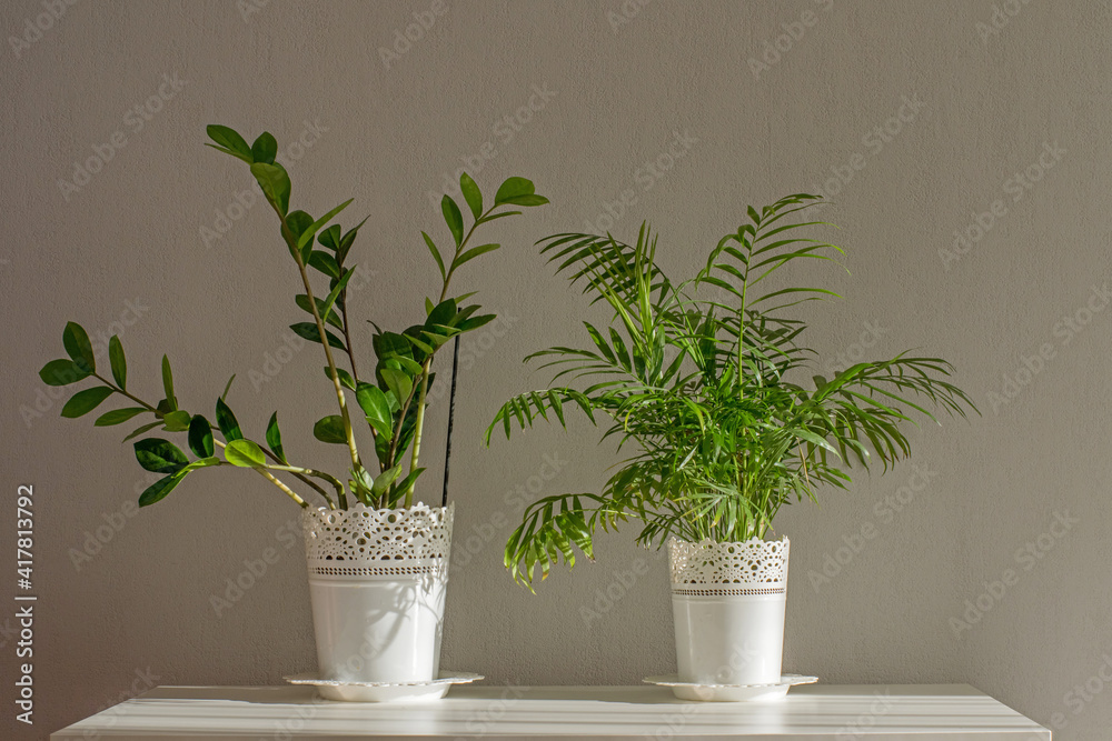 Indoor plants Zamioculcas and Chamaedorea on a white table with sunlight from the window. Indoor flower in a white pot.