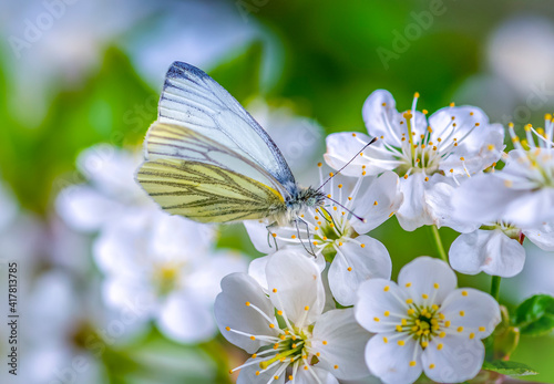 The white-winged hawthorn butterfly sits on cherry blossoms and feeds on nectar