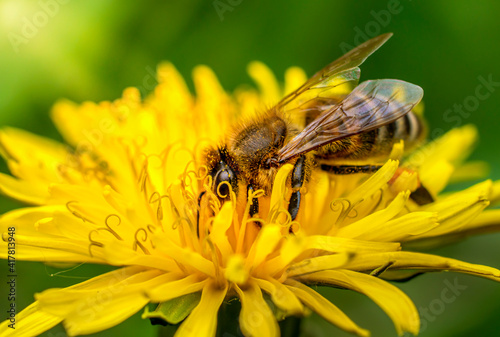 Honeybee collects nectar from a blooming dandelion flower