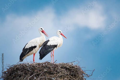 Pair of white stork - Ciconia ciconia
