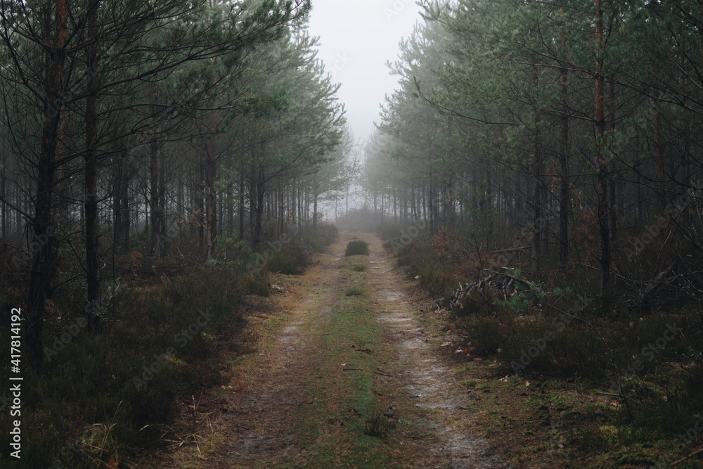 Fototapeta premium road through a forest covered with fog