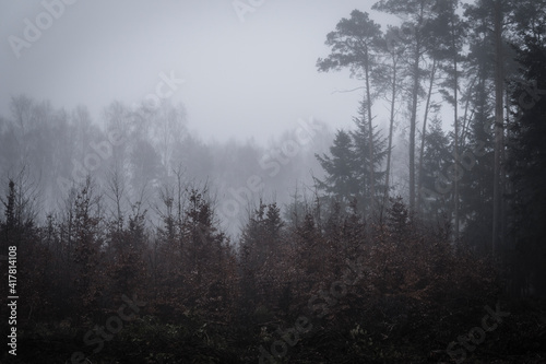 small trees in fornt of higher during foggy day © michal812
