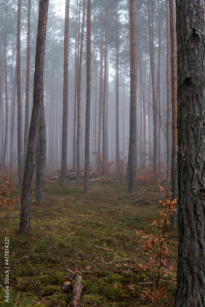 landscape with a forest partially hidden in a fog landscape with a forest partially hidden in a fog