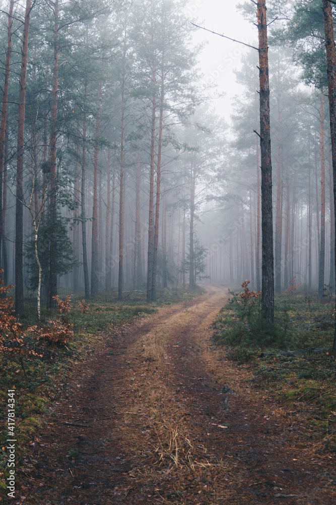 Fototapeta premium road through a forest covered with fog