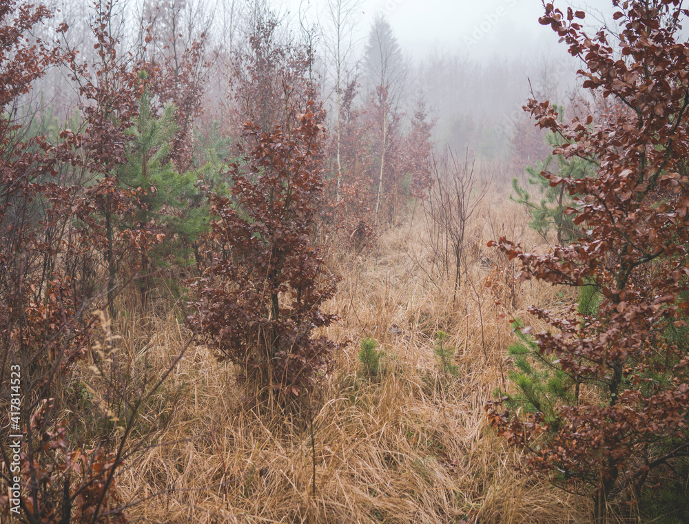 small trees between high grass